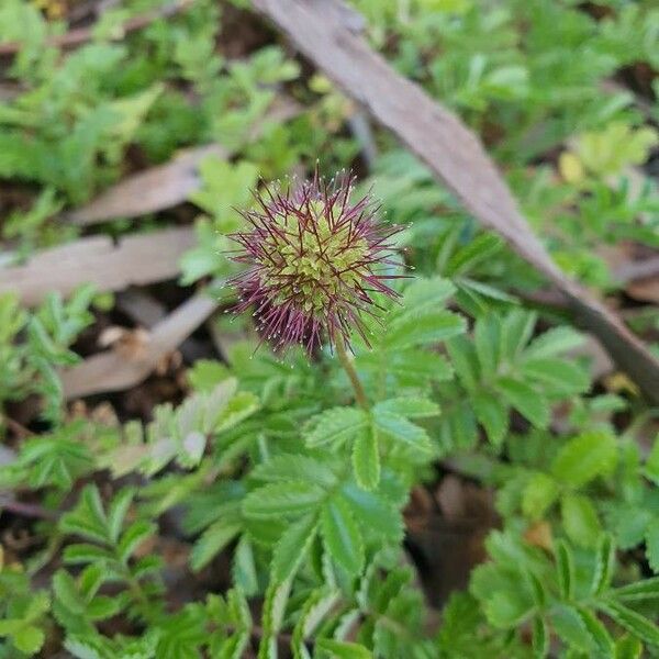 Acaena novae-zelandiae Flor