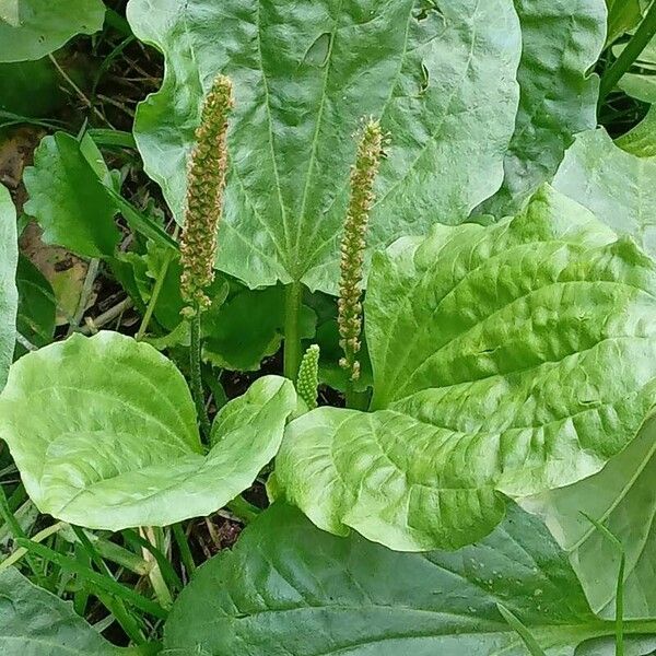 Plantago major Хабит