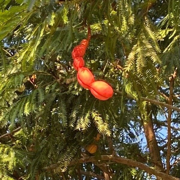 Cojoba arborea Fruit