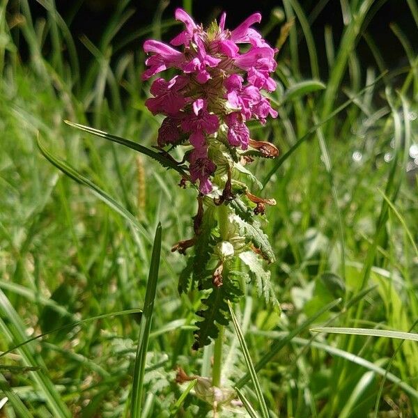 Pedicularis verticillata Habit