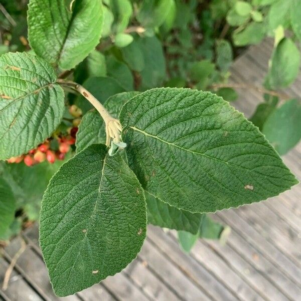 Viburnum lantana Листок