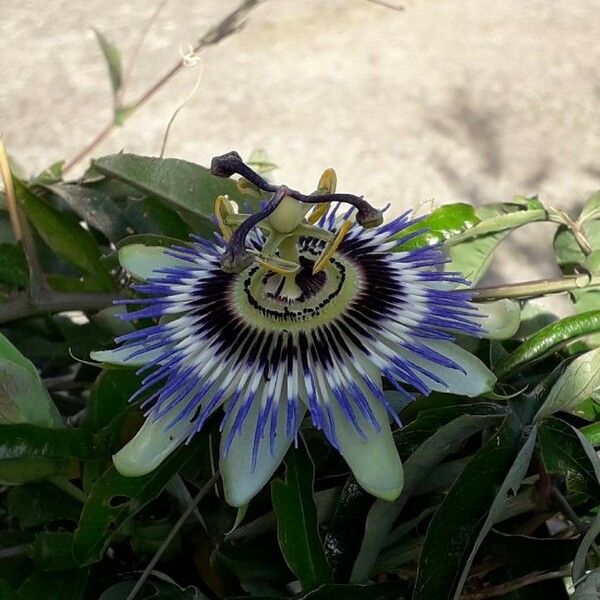 Passiflora caerulea Квітка