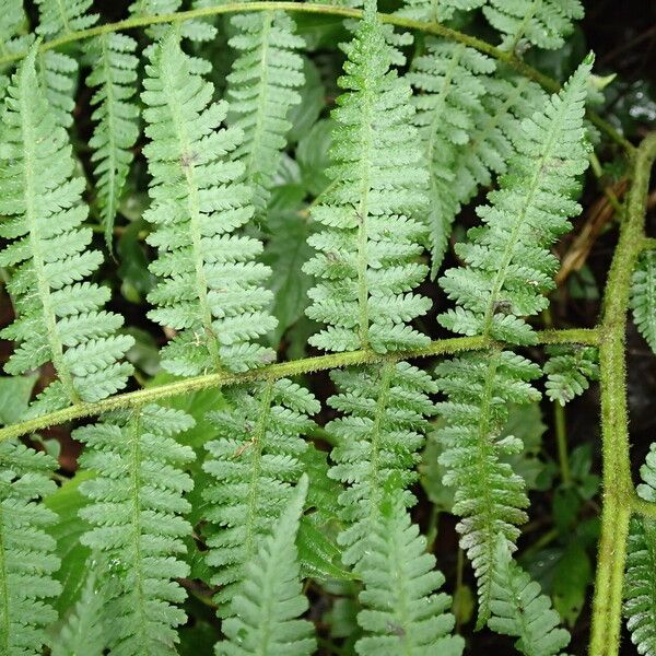 Deparia boryana Leaf