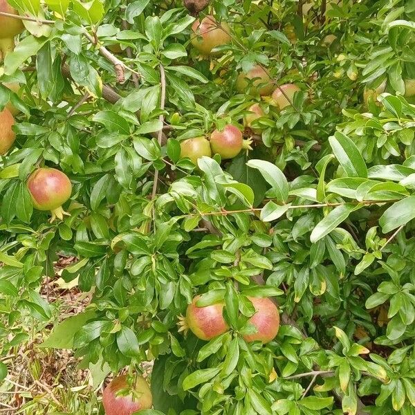 Punica granatum Hábito