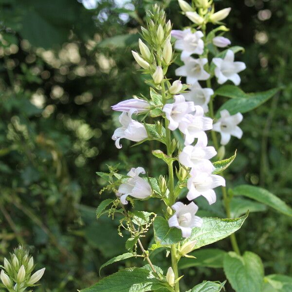 Campanula latifolia Flor