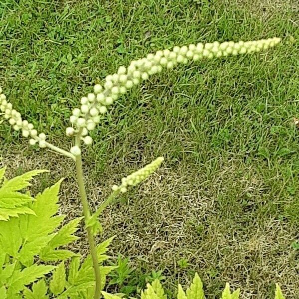 Actaea racemosa Цвят