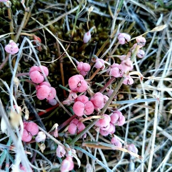 Ephedra distachya Vaisius