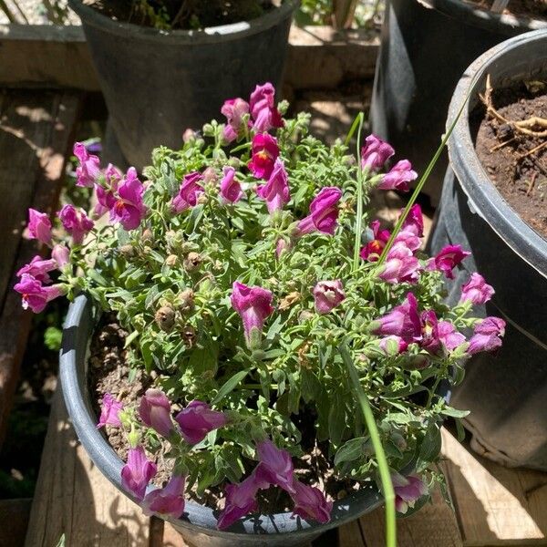 Antirrhinum australe Kvet