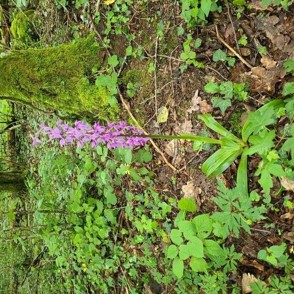 Orchis mascula ফুল