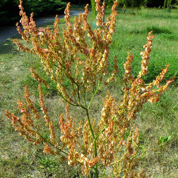 Rumex thyrsiflorus Froito