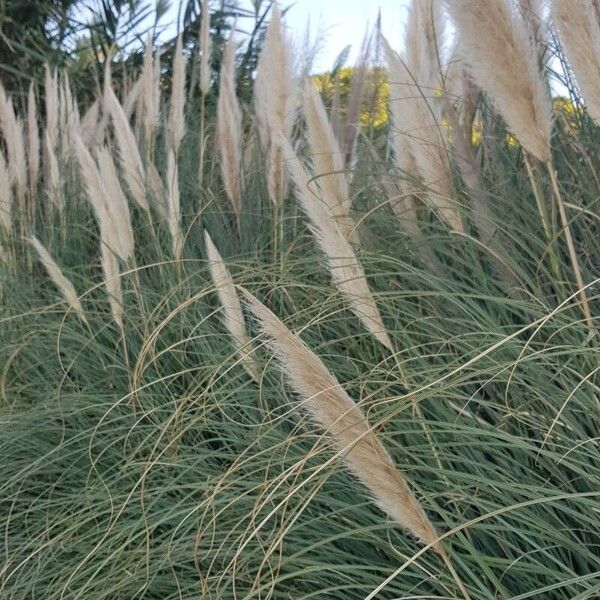 Cortaderia selloana Агульны выгляд