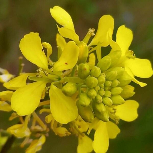 Rhamphospermum nigrum Flower