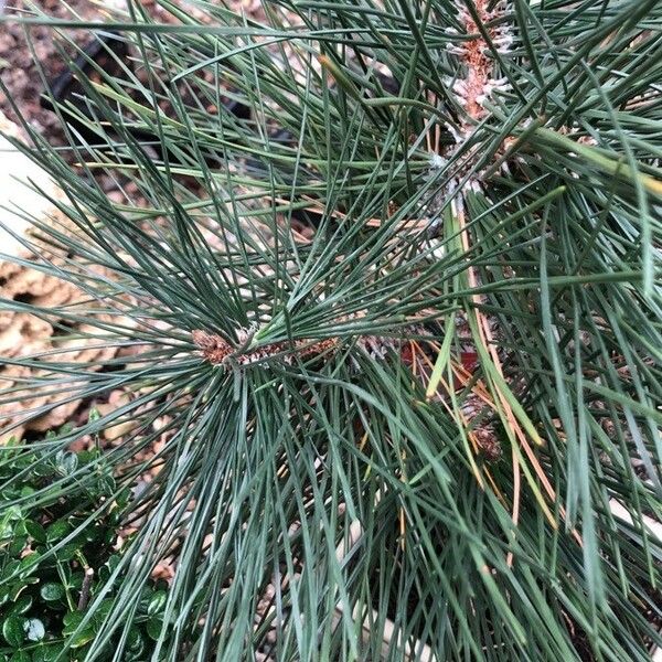 Pinus thunbergii Blad