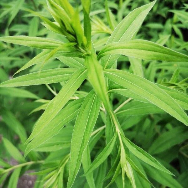 Solidago gigantea পাতা