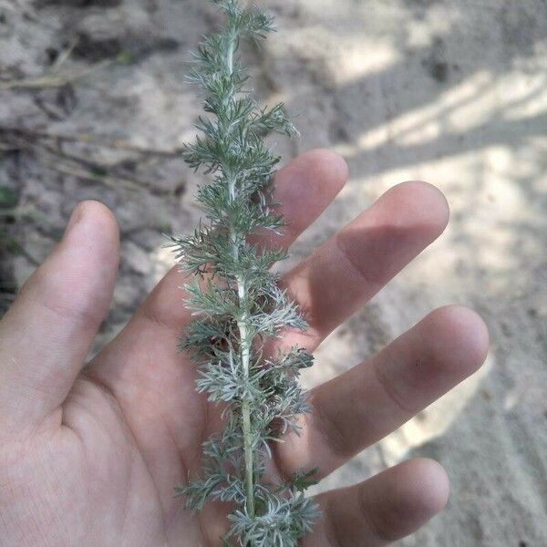 Artemisia frigida 葉