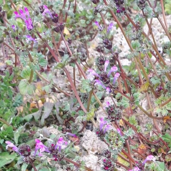 Lamium amplexicaule Flor