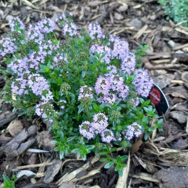 Thymus longicaulis Хабит