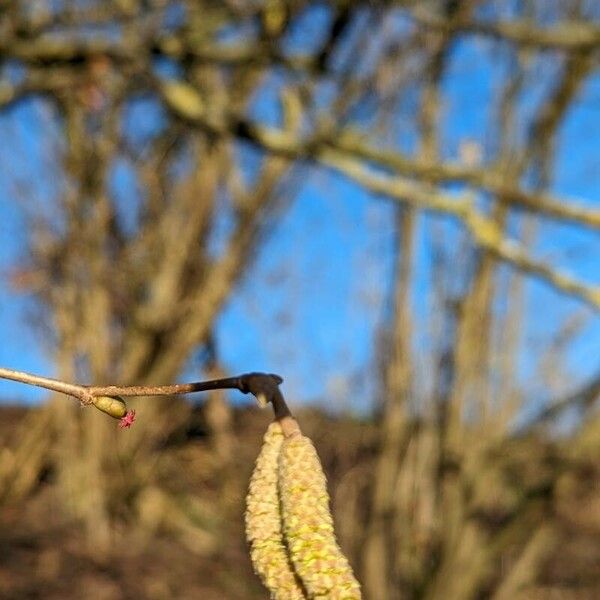 Corylus avellana Flor