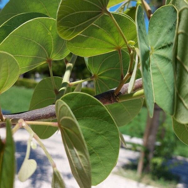 Bauhinia purpurea Blad