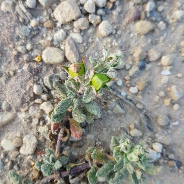 Helianthemum ledifolium 果實