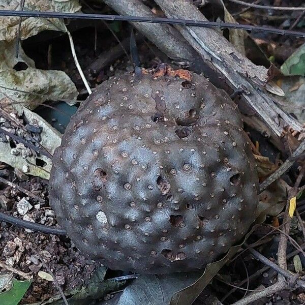 Dioscorea bulbifera Frucht