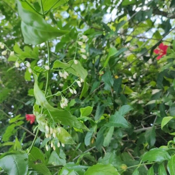 Chiococca alba Blomst