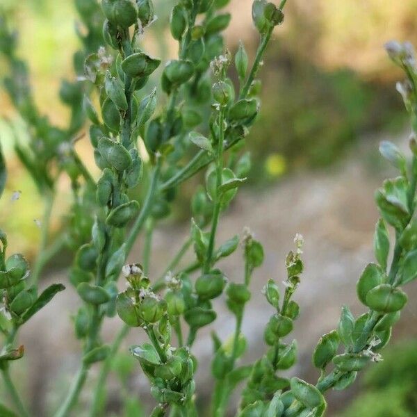 Lepidium sativum 果實