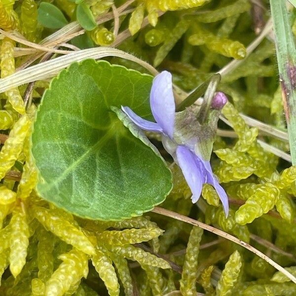 Viola hirta Blodyn