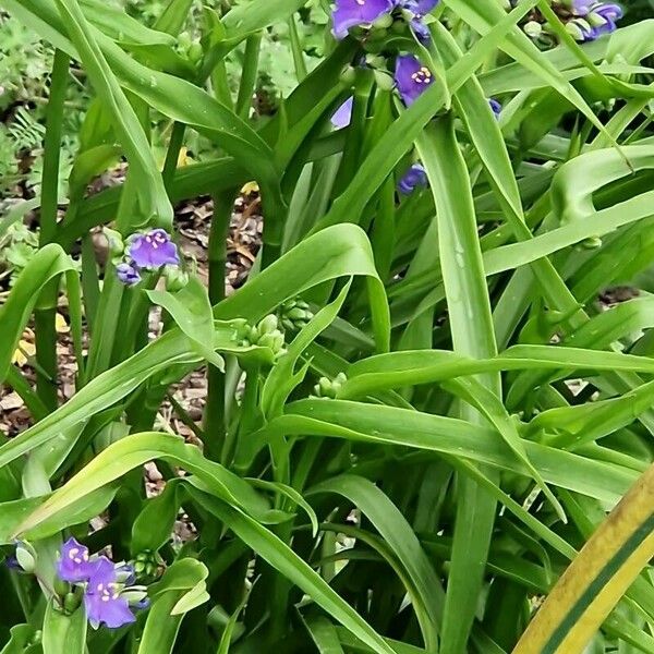 Tradescantia virginiana Květ