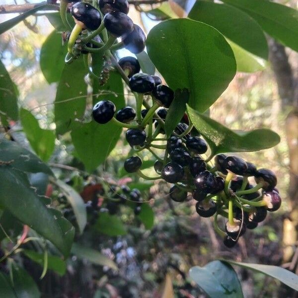 Ardisia elliptica Hedelmä