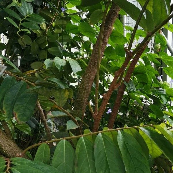 Aristolochia arborea Blad