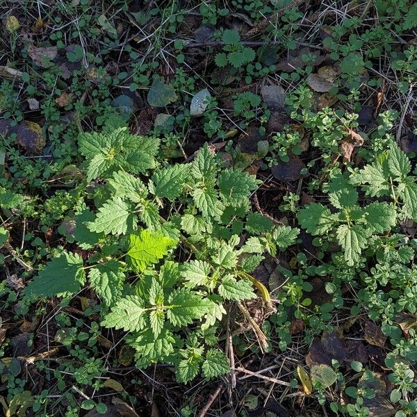 Urtica dioica Hábito