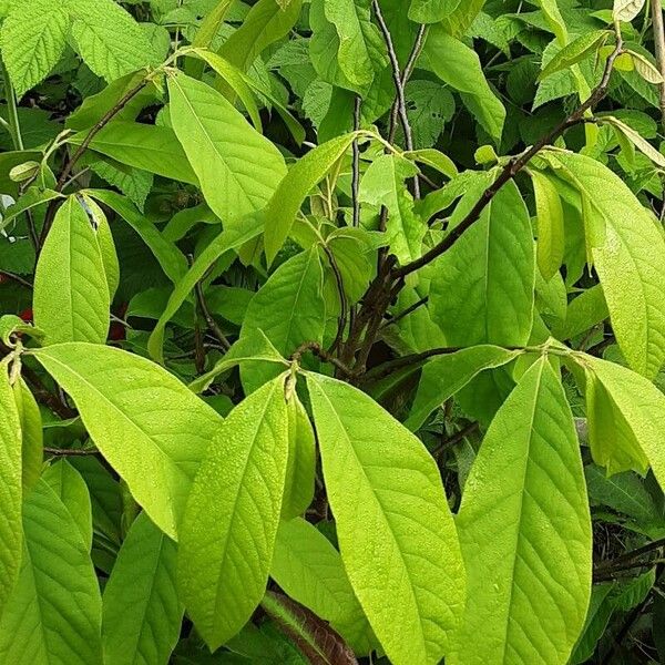 Asimina triloba 形态