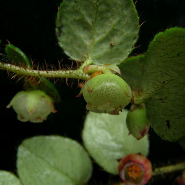 Gaultheria nummularioides Ovoce