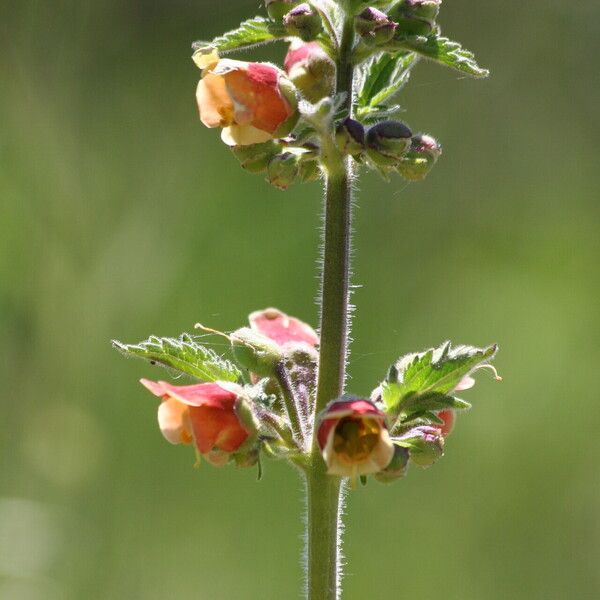 Scrophularia grandiflora Cvet