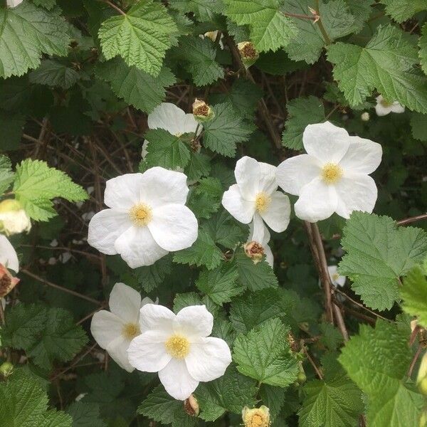 Rubus deliciosus Fiore