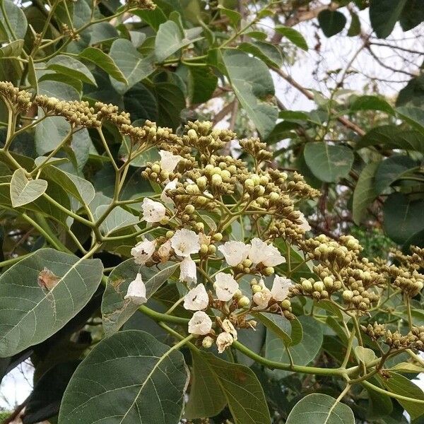 Cordia africana Çiçek