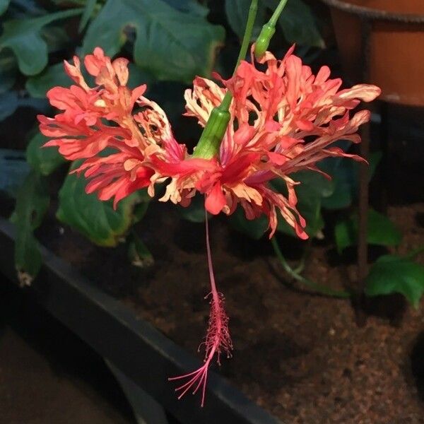 Hibiscus schizopetalus Flower