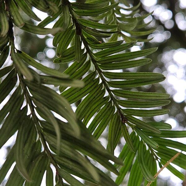 Taxus brevifolia 葉