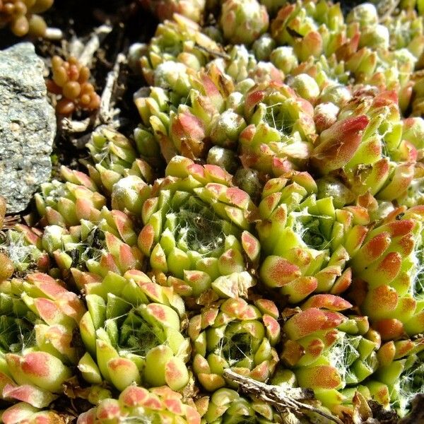 Sempervivum arachnoideum Прочее