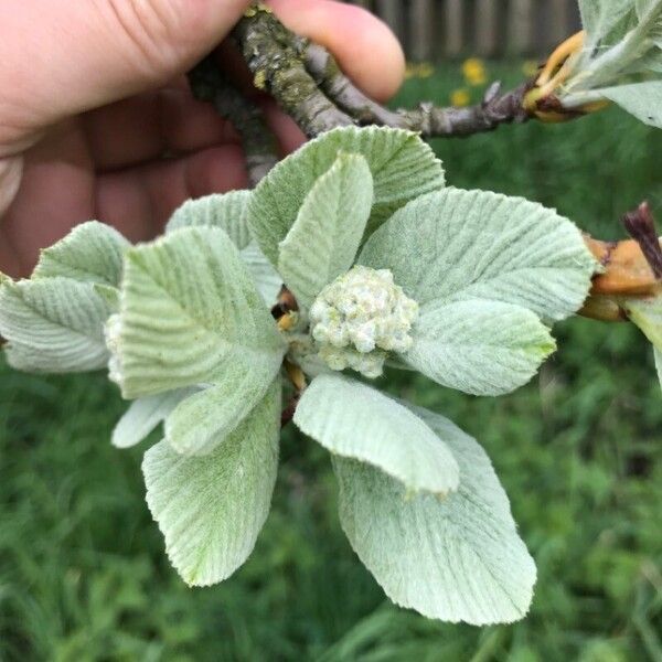 Sorbus aria Feuille