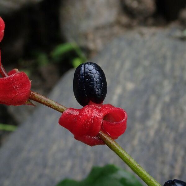 Cautleya gracilis Frugt