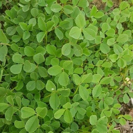 Medicago coronata Leaf