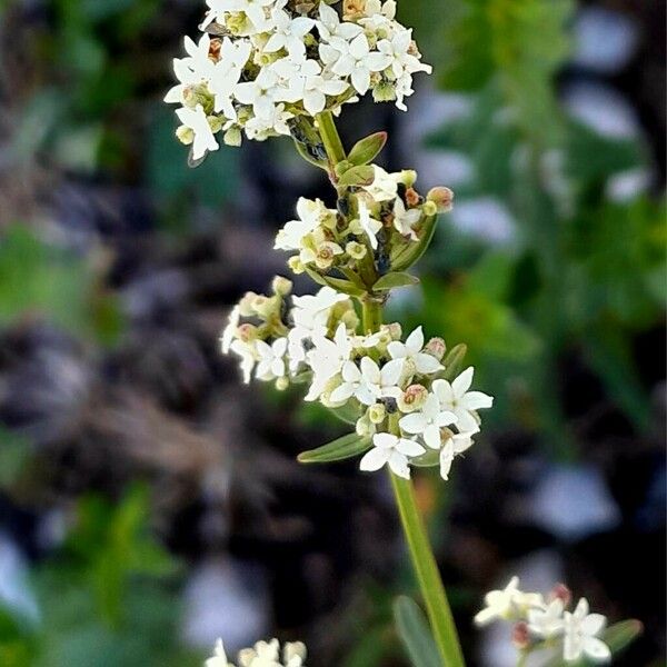 Galium boreale Květ