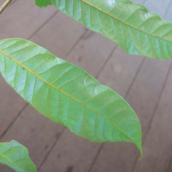 Tapirira obtusa Leaf