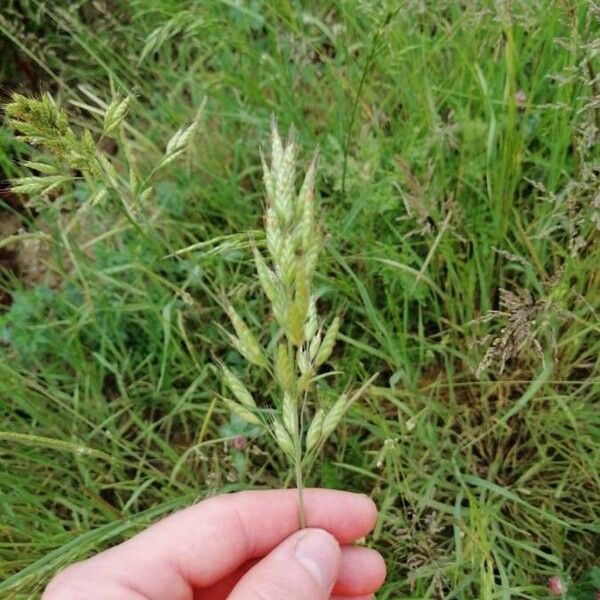 Bromus racemosus Flower