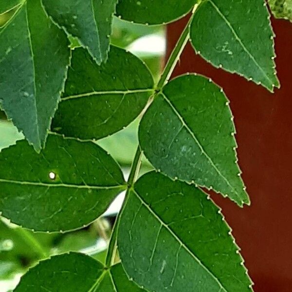 Zanthoxylum piperitum Leaf