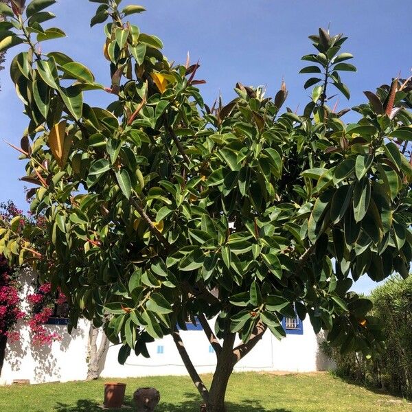 Ficus elastica Folla