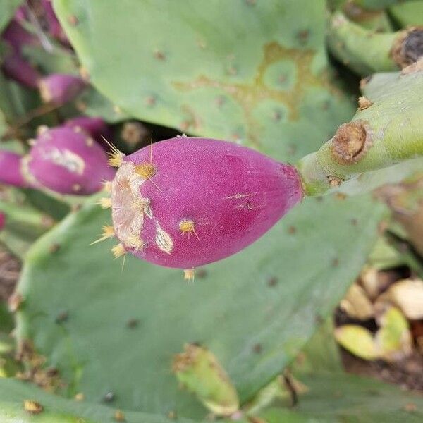 Opuntia stricta Ffrwyth