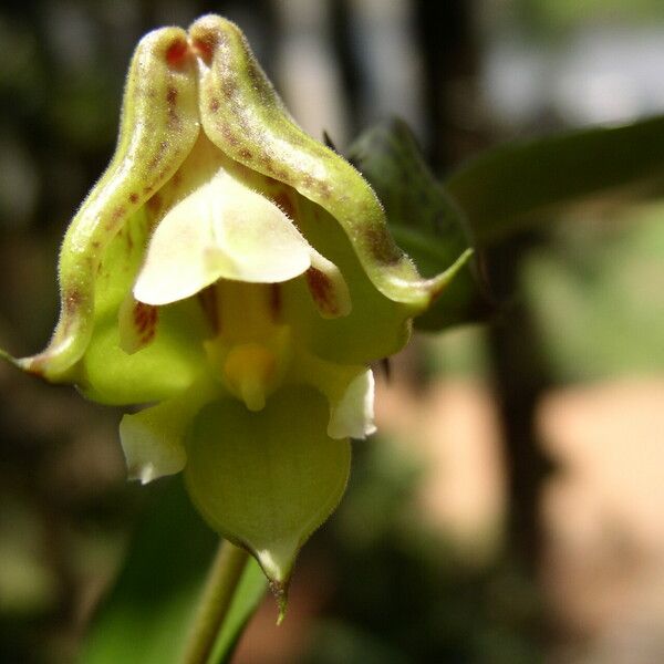 Polystachya galeata Fleur